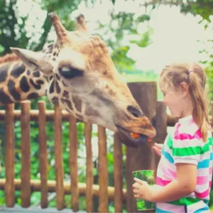 Little girl at the zoo